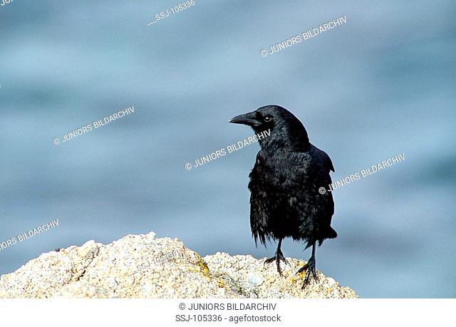 American crow on stone / Corvus brachyrhynchos
