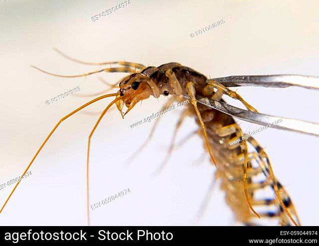 Scutigera Coleoptera Clamped in tweezers. The Flycatcher. Centipede flycatcher, insect predator