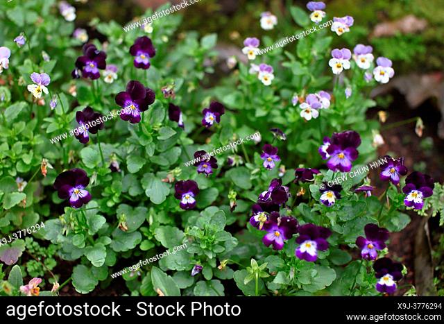 Garden pansy, a wildflower of europe and western asia