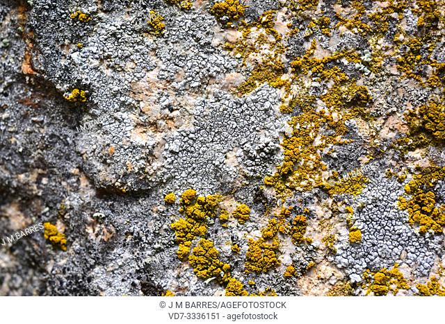 Diploschistes actinostomus (grey) and Candelariella vitellina (Yellow) are two crustoses lichens. This photo was taken in Arribes del Duero Natural Park