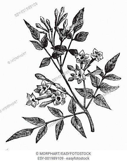 Common Jasmine or Jasminum officinale or Poet's Jasmine or Jessamine, vintage engraving  Old engraved illustration of Common Jasmine isolated on a white...