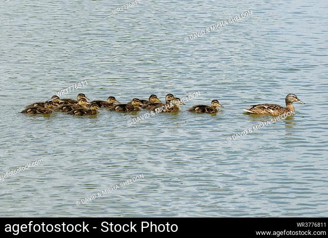 Headline: Mallard duck (Anas platyrhynchos) swimming with chicks