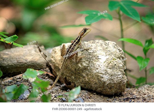 Striped Basilisk Basiliscus vittatus adult female, resting on rock, Roatan, Honduras