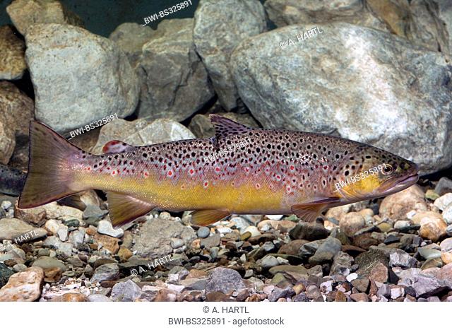 brown trout, river trout, brook trout (Salmo trutta fario), swimming at a stony water ground