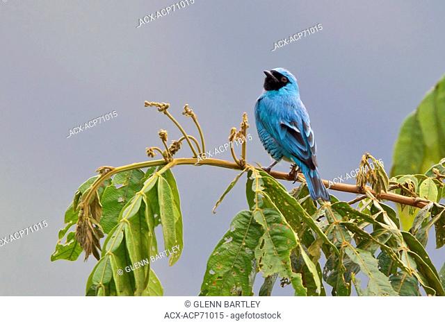 Swallow-Tanager (Tersina viridis) perched on a branch in Bolivia, South America