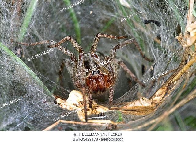 grass funnel-weaver, maze spider (Agelena labyrinthica), lurks for pray in its web, Germany