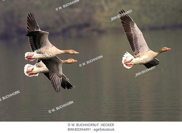 greylag goose (Anser anser), three geese in flight, Germany