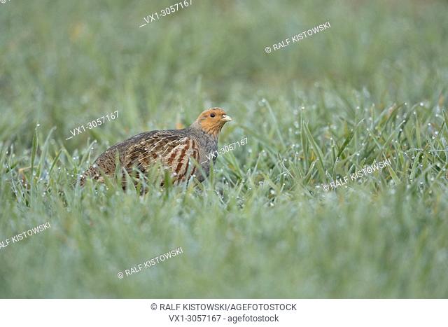 Attentive Grey Partridge ( Perdix perdix ) sneaks through a green field covered with dew drops, wildlife, Europe