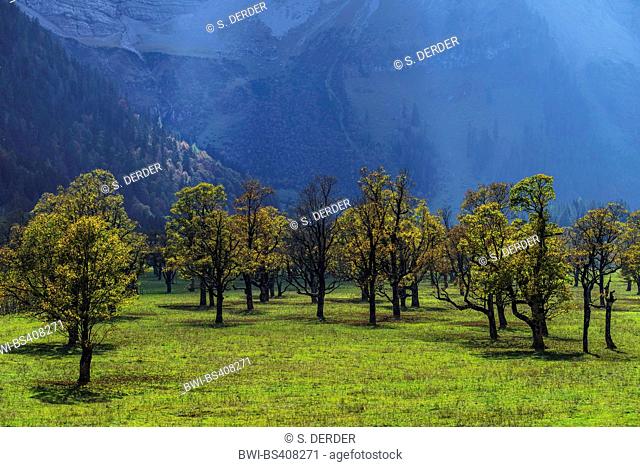 sycamore maple, great maple (Acer pseudoplatanus), Grosser Ahornboden with old maple population in Karwendel mountain range, Austria, Tyrol