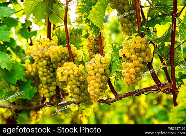 White grape vine on Vineyard in autumn. Grape background