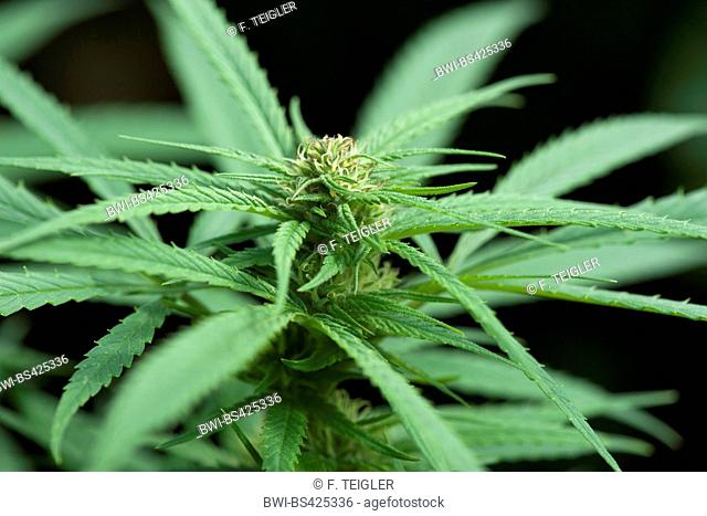 Indian hemp, marijuana, mary jane (Cannabis sativa var. indica, Cannabis indica), hempplant