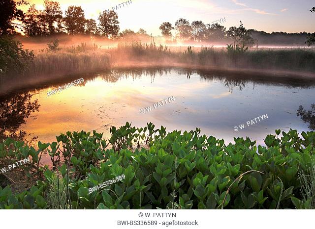 bogbean, buckbean (Menyanthes trifoliata), ground fog above pond in morning light, Belgium, Vallei van de Zuidleie