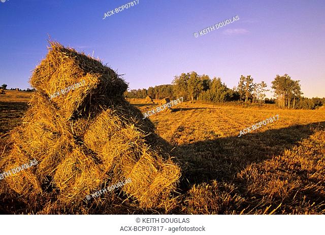 Haybales in field at sunset, Smithers, British Columbia, Canada