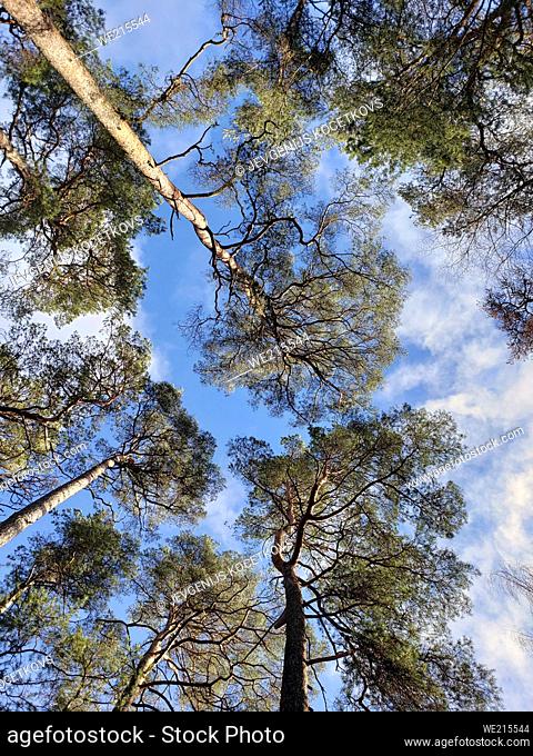 bottom view of spring blue sky through pine branches