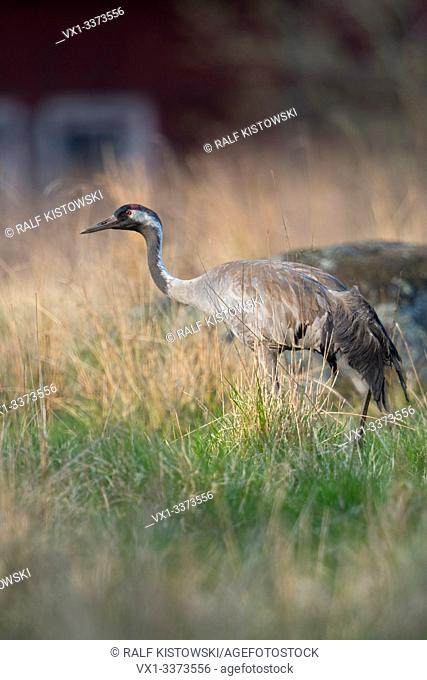 Common Crane / Graukranich ( Grus grus ) adult in breeding dress, walking through a high meadow, searching for food, typical swedish backdrop, Scandinavia