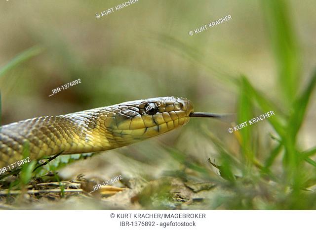 Aesculapian Snake or Rat Snake (Zamenis longissimus)