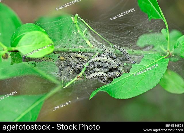 Orchard Ermine (Yponomeuta padella), caterpillars, North Rhine-Westphalia, Germany, Ermine Moth, Europe