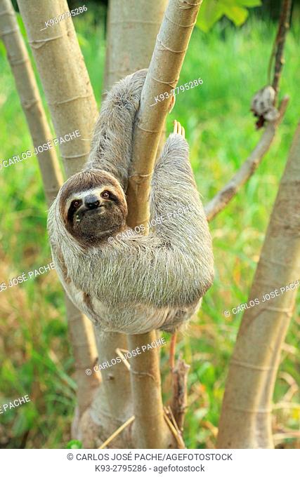 Brown-throated sloth (Bradypus variegatus), Corcovado National Park, Costa Rica
