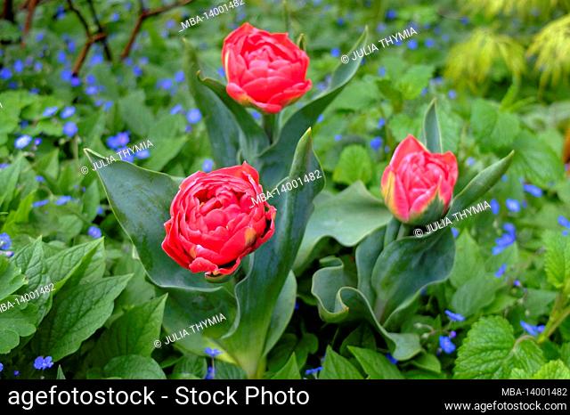 double-flowered tulip 'pamplona' (tulipa) with gedenkemein (omphalodes verna) in the bed