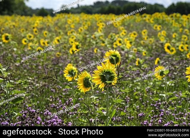 30 July 2023, Brandenburg, Werder (Havel): Yellow sunflowers and purple thistles grow in a field. Photo: Jens Kalaene/dpa