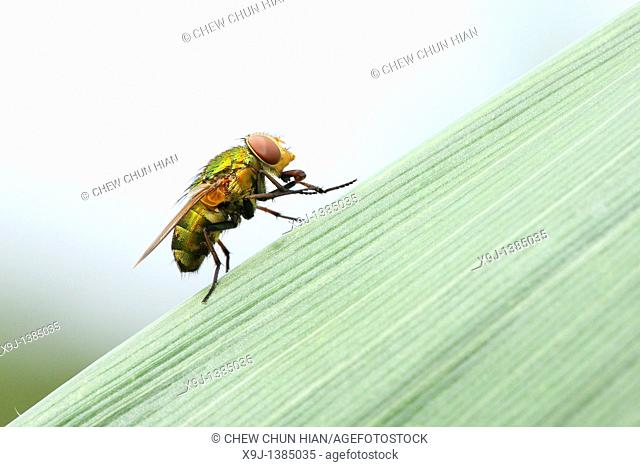Beetle, Fly