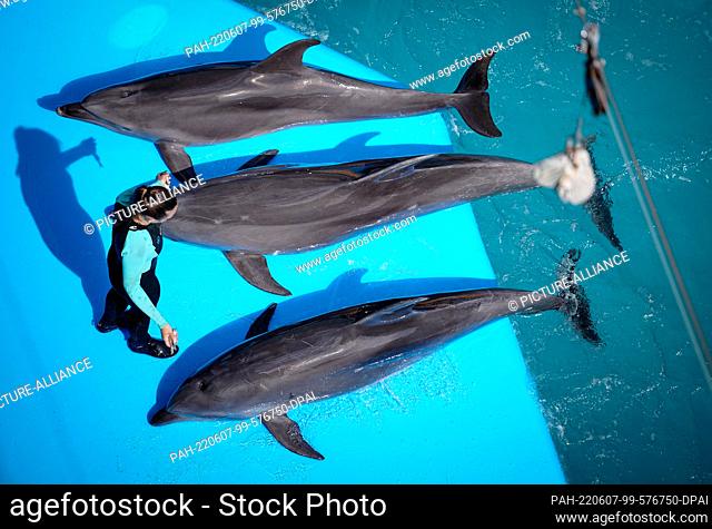 07 June 2022, Ukraine, Odessa: Dolphins show their skills in the dolphinarium on the shore of the Black Sea in the port city of Odessa