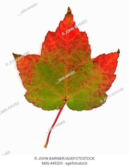 Sugar Maple leaf turning from green to red