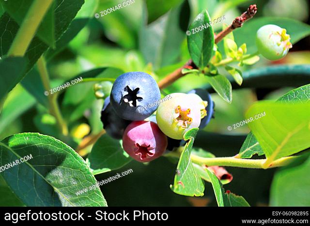 A cluster of blueberries in various stages of ripening