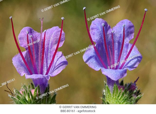 close-up of two flowers of the Viper's Bugloss with stamens and style