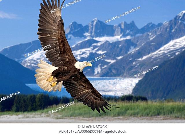 Bald Eagle in flight with Mendenhall Glacier in background Tongass National Forest Inside Passage southeast Alaska summer Composite