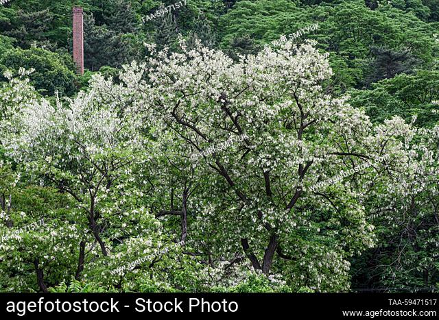 RUSSIA, LIAONING PROVINCE - MAY 21, 2023: An acacia tree blossoms in Dalian. The COVID-19 pandemic disrupted tourist exchange between Russia’s Primorye Region...