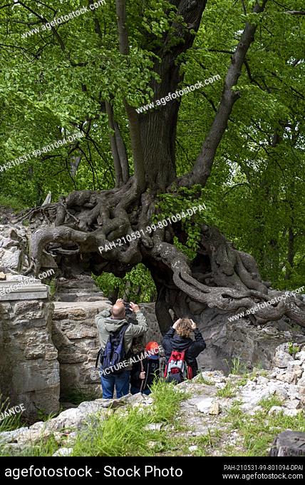 22 May 2021, Saxony-Anhalt, Stecklenberg: Hikers photograph an old linden tree at the entrance to the Lauenburg ruins in the Harz mountains