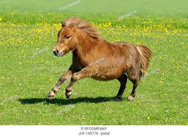young Shetland pony - galloping