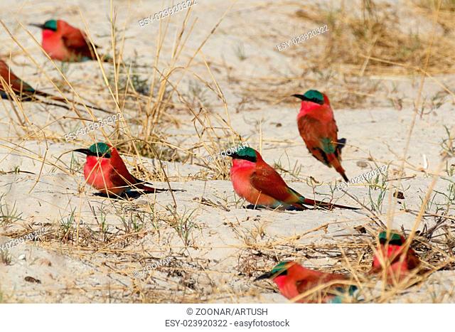 large nesting colony of Nothern Carmine Bee-eater