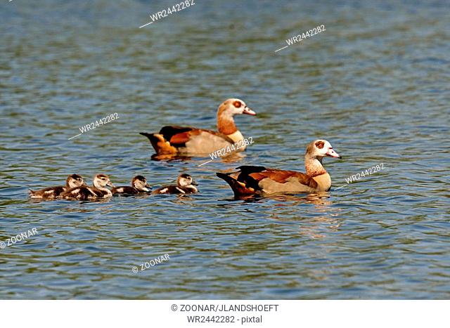 Egyptian goose with kids