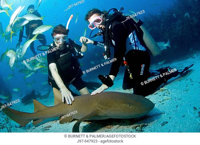 two woman divers settle to the sand and touch a passing nursh shark, Ambergris Caye, Belize, Caribbean Sea