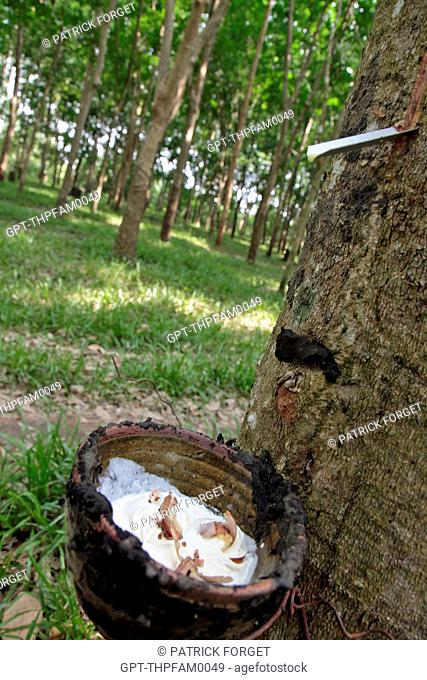 HARVESTING LATEX BY PUTTING A TAP HOLE IN THE BARK OF THE RUBBER TREE, THAILAND, ASIA