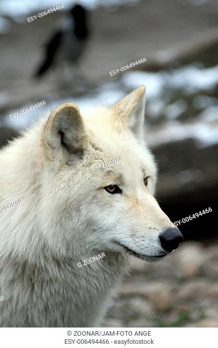 polar wolf 006