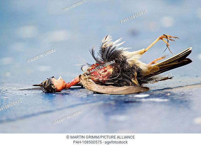 Bird skeleton of Meadow Pipit (Anthus pratensis) lying on the floor partly eaten by other animals, Mecklenburg-Western Pomerania, Germany | usage worldwide