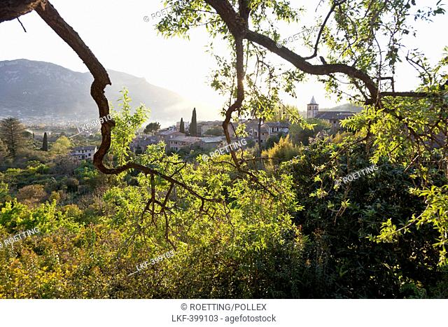View over the valley of Soller and Biniaraix through olive trees, Tramantura, Biniaraix, Soller, Mallorca, Spain