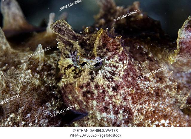Head of Flamboyant Cuttlefish, Metasepia pfefferi, Sulawesi, Lembeh Strait, Indonesia