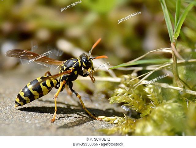 Paper wasp (Polistes gallicus, Polistes dominulus), flying off, Germany, North Rhine-Westphalia