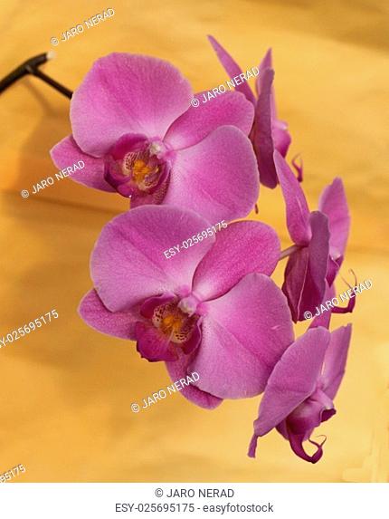 Detail of beautiful violet orchid - phalaenopsis