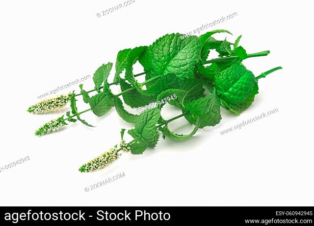 Blooming peppermint isolated on white