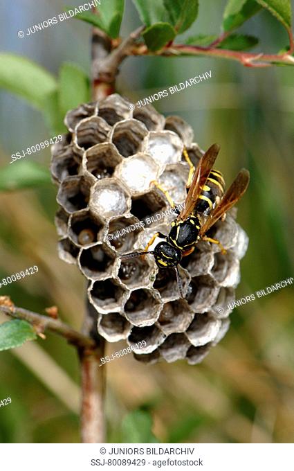DEU, 2007: Paper Wasp (Polistes bischoffi) on nest
