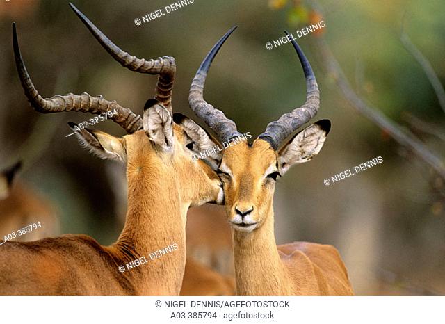 Impalas (Aepyceros melampus) Mutual grooming. Kruger National Park, South Africa