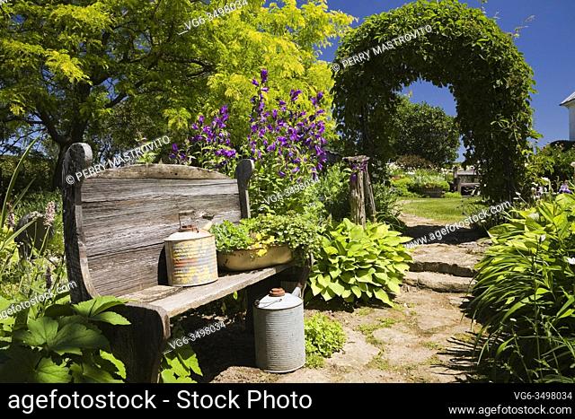 Old wooden bench decorated with antique watering cans next to a flagstone path leading through arbour covered with a climbing Vitis 'Virgin' - Vine in backyard...
