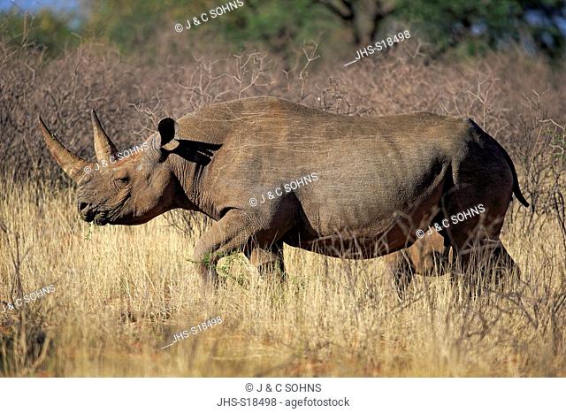 Black Rhinoceros, hook-lipped rhinoceros, (Diceros bicornis), adult female feeding, Tswalu Game Reserve, Kalahari, Northern Cape, South Africa, Africa