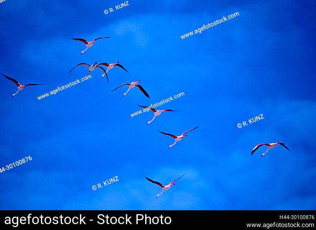Greater Flamingo, Phoenicopterus ruber, Phoenicopteridae, flock, in flight, bird, animal, Camargue, Bouches-du-Rhône department, Provence, France