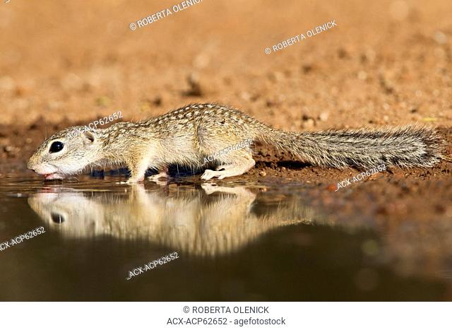 Mexican ground squirrel (Spermophilus mexicanus), at pond to drink water, Santa Clara Ranch, near Edinburg, South Texas